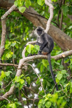 Germain 'in Langur' u - Trachypithecus germaini, Hindistan, Vietnam 'ın tropikal ormanlarına özgü tehlike altındaki eski dünya maymunu.