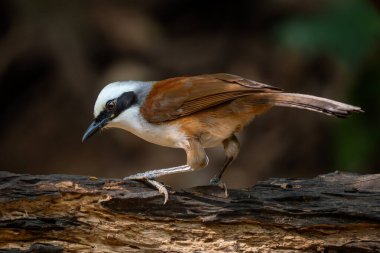 Beyaz armalı Laughingthrush - Garrulax lucolophus, Asya ormanları ve ormanlık alanlardan nadir tüneyen güzel kuş, Vietnam.