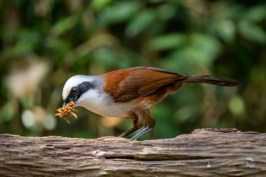 Beyaz armalı Laughingthrush - Garrulax lucolophus, Asya ormanları ve ormanlık alanlardan nadir tüneyen güzel kuş, Vietnam.