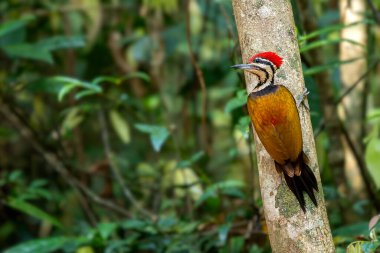 Flameback - Dinopium javanense, güzel renkli ağaçkakan Güneydoğu Asya ormanları ve ormanlarından, Vietnam.