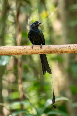 Büyük raket kuyruklu Drongo - Dicrurus paradiseus, Güneydoğu Asya ormanları ve ormanlarından ikonik siyah tüneyen kuş, Bishan, Singapur.