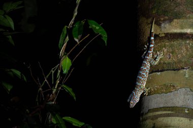 Tokay Gecko - Gekko kertenkelesi, Asya 'dan güzel büyük kertenkele ve evler, Vietnam.