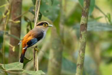 Gümüş göğüslü Broadbill - Serilophus lunatus, güzel küçük renkli tünemiş kuş Güneydoğu Asya ormanları ve ormanlarından, Vietnam.