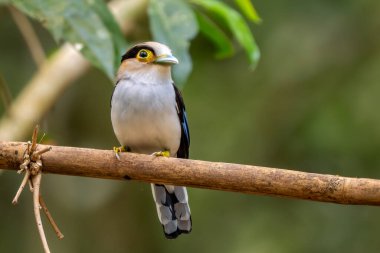 Gümüş göğüslü Broadbill - Serilophus lunatus, güzel küçük renkli tünemiş kuş Güneydoğu Asya ormanları ve ormanlarından, Vietnam.