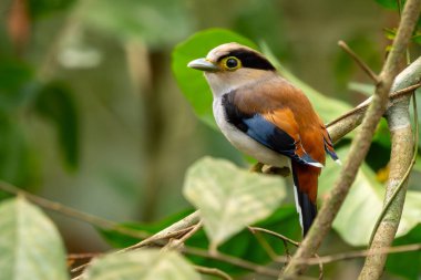 Gümüş göğüslü Broadbill - Serilophus lunatus, güzel küçük renkli tünemiş kuş Güneydoğu Asya ormanları ve ormanlarından, Vietnam.