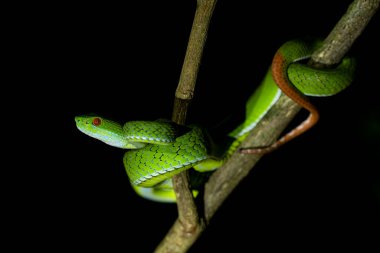Yakut gözlü yeşil Pitviper - Trimeresurus rubeus, güzel yeşil zehirli yılan Güneydoğu Asya ve Vietnam ormanlarına özgü.