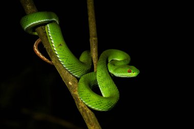 Yakut gözlü yeşil Pitviper - Trimeresurus rubeus, güzel yeşil zehirli yılan Güneydoğu Asya ve Vietnam ormanlarına özgü.