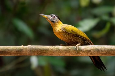 Dantelli Ağaçkakan - Picus vittatus, güzel renkli ağaçkakan Güneydoğu Asya ormanlarına ve ormanlarına özgü, Vietnam.