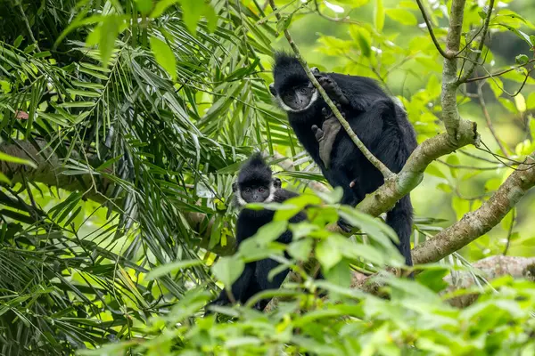 Hatinh Langur - Trachypithecus hatinhensis, Orta Vietnam 'daki kireçtaşı ormanlarına özgü, yüksek derecede tehdit altındaki güzel siyah Asya primatı.
