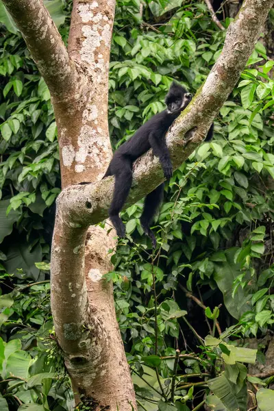 Hatinh Langur - Trachypithecus hatinhensis, Orta Vietnam 'daki kireçtaşı ormanlarına özgü, yüksek derecede tehdit altındaki güzel siyah Asya primatı.
