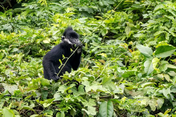 Hatinh Langur - Trachypithecus hatinhensis, Orta Vietnam 'daki kireçtaşı ormanlarına özgü, yüksek derecede tehdit altındaki güzel siyah Asya primatı.