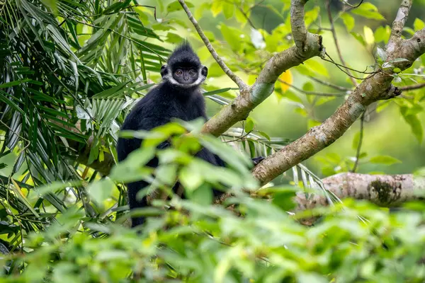Hatinh Langur - Trachypithecus hatinhensis, Orta Vietnam 'daki kireçtaşı ormanlarına özgü, yüksek derecede tehdit altındaki güzel siyah Asya primatı.