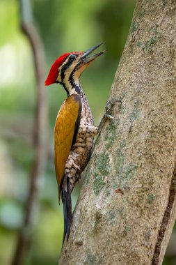 Flameback - Dinopium javanense, güzel renkli ağaçkakan Güneydoğu Asya ormanları ve ormanlarından, Vietnam.