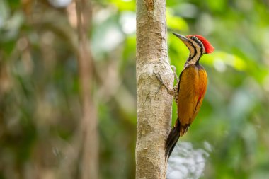 Flameback - Dinopium javanense, güzel renkli ağaçkakan Güneydoğu Asya ormanları ve ormanlarından, Vietnam.