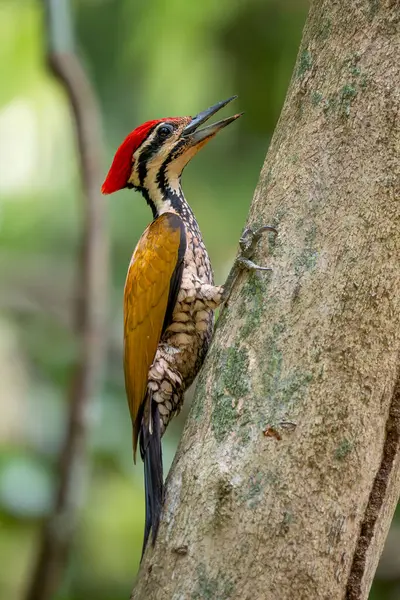 Flameback - Dinopium javanense, güzel renkli ağaçkakan Güneydoğu Asya ormanları ve ormanlarından, Vietnam.