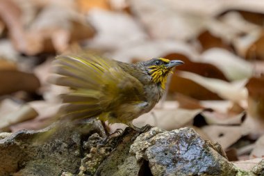 Çizgili Boğaz Bulbul - Pycnonotus finlaysoni, güzel utangaç kuş Asya ormanları ve ormanlarından, Vietnam.