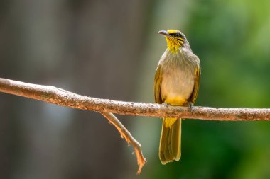 Çizgili Boğaz Bulbul - Pycnonotus finlaysoni, güzel utangaç kuş Asya ormanları ve ormanlarından, Vietnam.