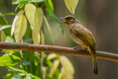 Çizgili Boğaz Bulbul - Pycnonotus finlaysoni, güzel utangaç kuş Asya ormanları ve ormanlarından, Vietnam.