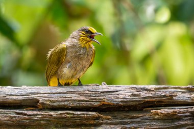 Çizgili Boğaz Bulbul - Pycnonotus finlaysoni, güzel utangaç kuş Asya ormanları ve ormanlarından, Vietnam.