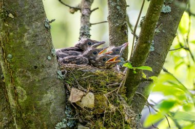 Avrasya Karatavuğu - Turdus merula, Avrupa bahçelerinden ve ormanlarından yaygın karatavuk, Zlin, Çek Cumhuriyeti.