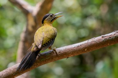 Dantelli Ağaçkakan - Picus vittatus, güzel renkli ağaçkakan Güneydoğu Asya ormanlarına ve ormanlarına özgü, Vietnam.