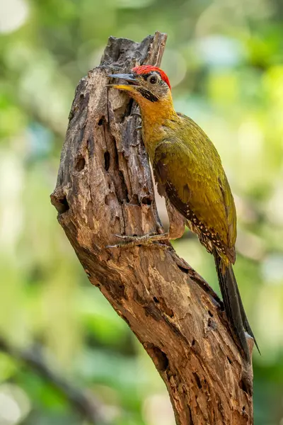 Dantelli Ağaçkakan - Picus vittatus, güzel renkli ağaçkakan Güneydoğu Asya ormanlarına ve ormanlarına özgü, Vietnam.