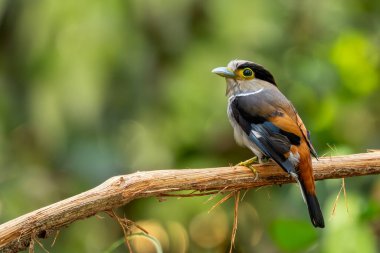 Gümüş göğüslü Broadbill - Serilophus lunatus, güzel küçük renkli tünemiş kuş Güneydoğu Asya ormanları ve ormanlarından, Vietnam.