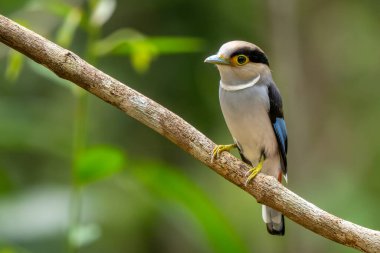 Gümüş göğüslü Broadbill - Serilophus lunatus, güzel küçük renkli tünemiş kuş Güneydoğu Asya ormanları ve ormanlarından, Vietnam.