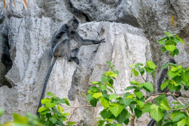 Germain 'in Langur' u - Trachypithecus germaini, Hindistan, Vietnam 'ın tropikal ormanlarına özgü tehlike altındaki eski dünya maymunu.