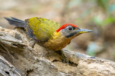 Dantelli Ağaçkakan - Picus vittatus, güzel renkli ağaçkakan Güneydoğu Asya ormanlarına ve ormanlarına özgü, Vietnam.