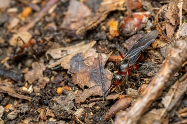 Kızıl Orman Karınca - Formika Rufa, Avrupa ormanları ve ormanlık alanlardan yaygın popüler orman böceği, Zlin, Çek Cumhuriyeti.