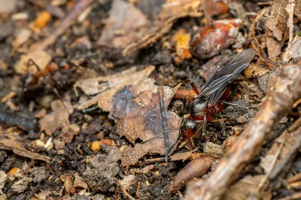 Kızıl Orman Karınca - Formika Rufa, Avrupa ormanları ve ormanlık alanlardan yaygın popüler orman böceği, Zlin, Çek Cumhuriyeti.