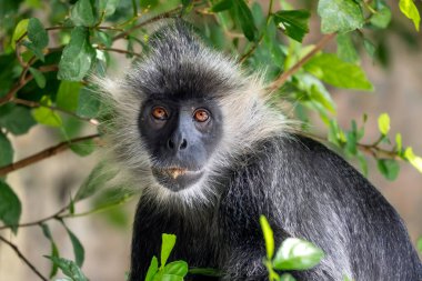 Germain 'in Langur' u - Trachypithecus germaini, Hindistan, Vietnam 'ın tropikal ormanlarına özgü tehlike altındaki eski dünya maymunu.