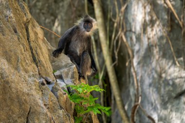 Germain 'in Langur' u - Trachypithecus germaini, Hindistan, Vietnam 'ın tropikal ormanlarına özgü tehlike altındaki eski dünya maymunu.