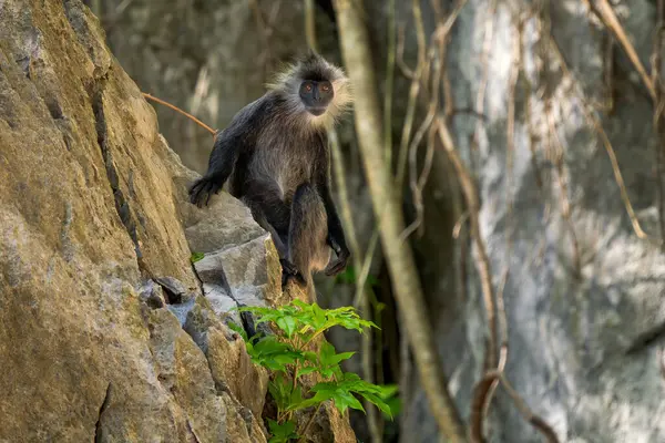 Germain 'in Langur' u - Trachypithecus germaini, Hindistan, Vietnam 'ın tropikal ormanlarına özgü tehlike altındaki eski dünya maymunu.