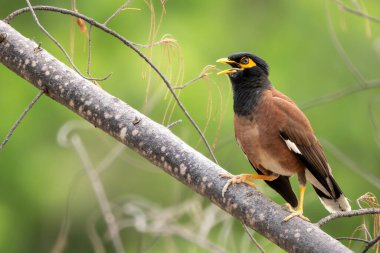 Myna - Acridotheres tristis, Asya bahçelerinden ve ormanlık alanlardan tüneyen yaygın bir kuş, Vietnam.