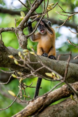 Germain 'in Langur' u - Trachypithecus germaini, Hindistan, Vietnam 'ın tropikal ormanlarına özgü tehlike altındaki eski dünya maymunu.