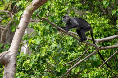 Germain 'in Langur' u - Trachypithecus germaini, Hindistan, Vietnam 'ın tropikal ormanlarına özgü tehlike altındaki eski dünya maymunu.
