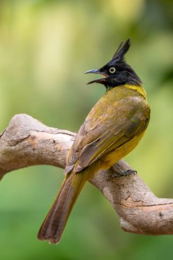 Kara ibikli Bulbul - Rubigula flaviventris, güzel sarı ve siyah tüneyen kuş Asya ormanları ve ormanlarından, Vietnam.