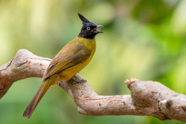 Kara ibikli Bulbul - Rubigula flaviventris, güzel sarı ve siyah tüneyen kuş Asya ormanları ve ormanlarından, Vietnam.
