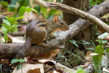 Çinhindi Saha Sincabı - Menetes Berdmorei, Güneydoğu Asya ve Vietnam ormanlarına özgü güzel bir sincap..