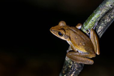 Hong Kong Kırbaç Kurbağası - Çokayaklı megacephalus, Asya ormanlarından ve çalılardan güzel çalı kurbağası, Vietnam.