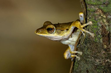 Hong Kong Kırbaç Kurbağası - Çokayaklı megacephalus, Asya ormanlarından ve çalılardan güzel çalı kurbağası, Vietnam.