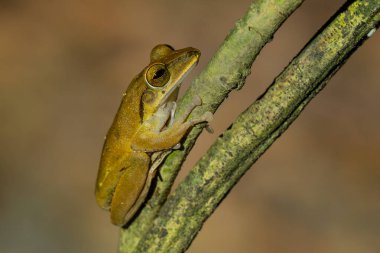 Hong Kong Kırbaç Kurbağası - Çokayaklı megacephalus, Asya ormanlarından ve çalılardan güzel çalı kurbağası, Vietnam.