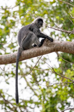 Germain 'in Langur' u - Trachypithecus germaini, Hindistan, Vietnam 'ın tropikal ormanlarına özgü tehlike altındaki eski dünya maymunu.