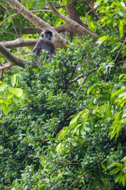 Germain 'in Langur' u - Trachypithecus germaini, Hindistan, Vietnam 'ın tropikal ormanlarına özgü tehlike altındaki eski dünya maymunu.