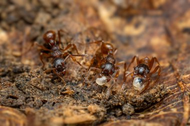Kızıl Orman Karıncaları - Myrmica Ruginodis, Kuzey Avrupa ve Asya 'nın ormanlarına ve ormanlarına özgü küçük orman karıncaları.