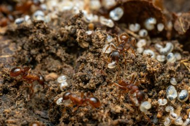 Kızıl Orman Karıncaları - Myrmica Ruginodis, Kuzey Avrupa ve Asya 'nın ormanlarına ve ormanlarına özgü küçük orman karıncaları.