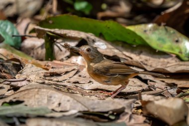 Abbott's Babbler - Malacocincla abbotti, small shy perching bird native to Asian forests and woodlands, Vietnam.