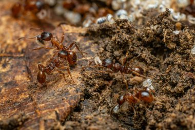 Kızıl Orman Karıncaları - Myrmica Ruginodis, Kuzey Avrupa ve Asya 'nın ormanlarına ve ormanlarına özgü küçük orman karıncaları.